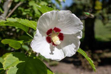 White hibiscus flower blooming in a garden © adam