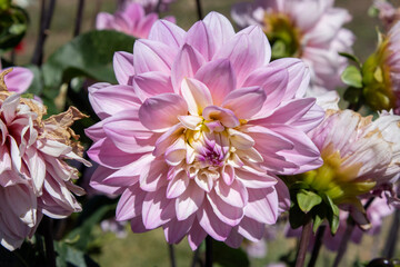 Large pink dahlia flower blooming in a garden © adam