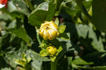 Dahlia flower bud developing in a garden © adam