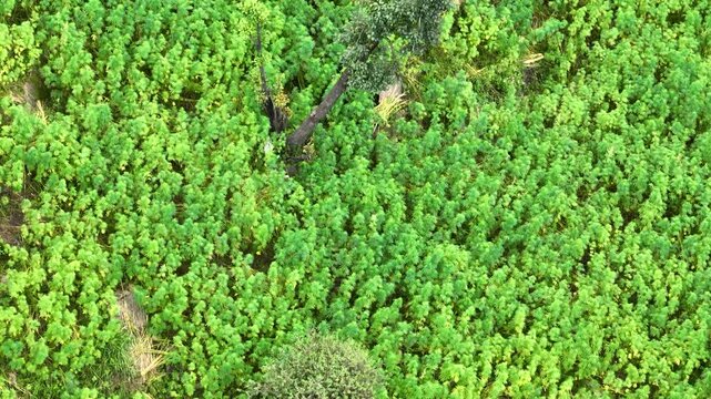 Top-down aerial tracking shot over lush green cannabis sativa plants growing on high-altitude mountain terraces above Tosh village in Parvati Valley, India.