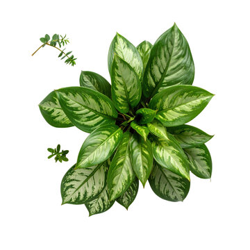 Top View of a Potted Aglaonema Plant with Isolated Sprigs on White Background