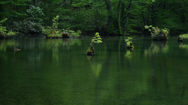 ブナの原生林に包まれた新緑の鈴沼と静かな水面の反射
Serene Suzunuma Pond Surrounded by Fresh Green Beech Forest in Miyagi, Japan