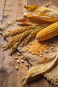 Partially shelled corn cob with dried wheat stalks and loose kernels on burlap fabric