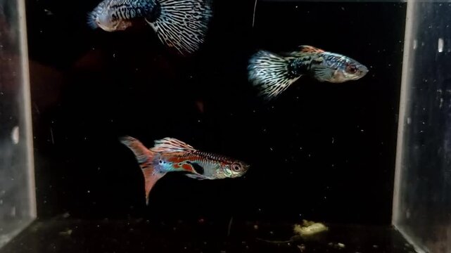 Three Colorful Fancy Guppy Fish Swimming in a Dark Aquarium
