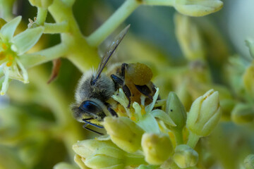 Extreme Macro of Honeybee with Pollen Sack Pollinating Avocado Flowers © juan