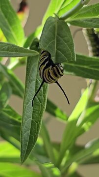 Monarch butterfly caterpillar eating center of swamp milkweed leaf vertical video