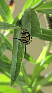 Hungry monarch butterfly caterpillar eating side of swamp milkweed leaf vertical video