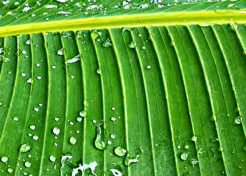 Fresh Raindrops on Green Banana Leaf Texture Close Up