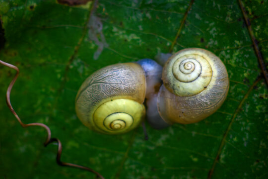 Two garden snails resting together on a green leaf