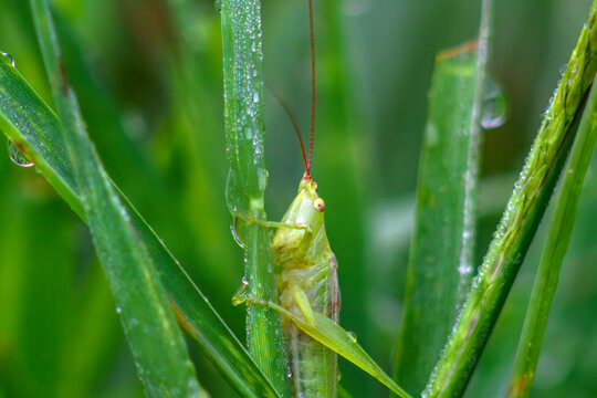 Grasshopper resting on dew covered blades of grass