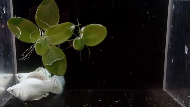 White Freshwater Fish Swimming Under Floating Water Lettuce in Aquarium