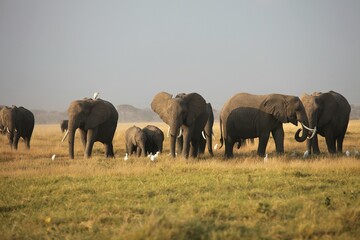 Herd of African elephants in Amboseli National Park © Soogi