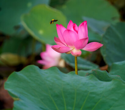 Action shot of a carpenter bee hovering near a fully open pink lotus blossom, highlighting nature, pollination, and vivid floral details in a natural pond habitat.