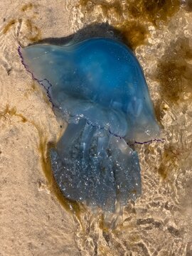 Blaue Qualle