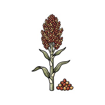 Hand drawn illustration of a sorghum stalk with a pile of grain seeds