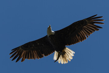 Obraz premium Bald eagle flying with a fish in its talons, seen in the wild in North California