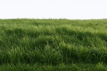 Obraz premium Low angle view of a lush green meadow field with grass under a bright sky outdoors greenery