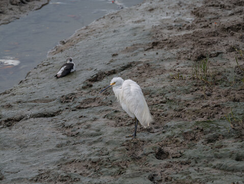 Wind Ruffled Snowy Egret On Mud Flats