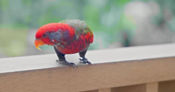 Red Lory parrot walking on wooden balcony railing, Eos bornea natural behavior, tropical bird in outdoor environment, blurred green background, wildlife documentary style.