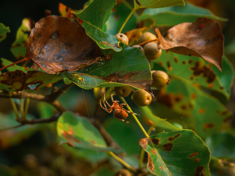 Macro shot of a small brown orb weaver spider hanging beneath autumn tree leaves and wild pear fruits in a garden