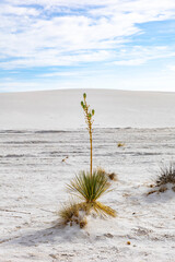 Desert Yucca on White Gypsum Dunes  © Fifteen10