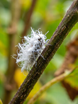 A close up view of a fluffy white planthopper nymph on a plant stem.