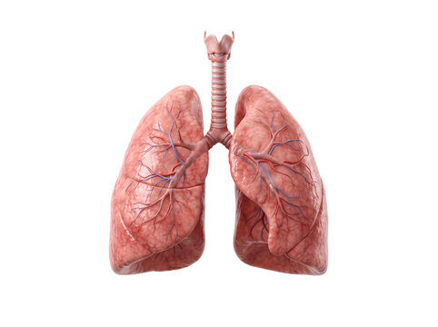 Human Lungs Anatomy for Medical and Healthcare Concepts／医療・ヘルスケア用途に使いやすい人間の肺の写真素材