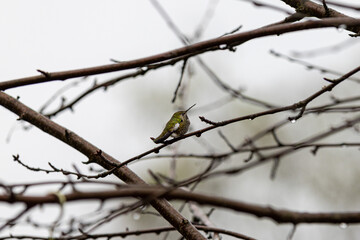 Fototapeta premium Anna’s Hummingbird Perched Among Rain-Dappled Bare Branches