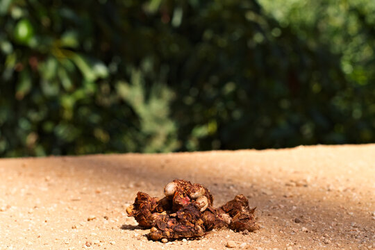Animal Scat with Seeds on an Orchard Path in Riverside California