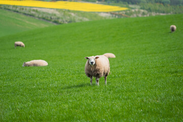 Obraz premium Lone sheep standing on a lush green field looking directly at the camera