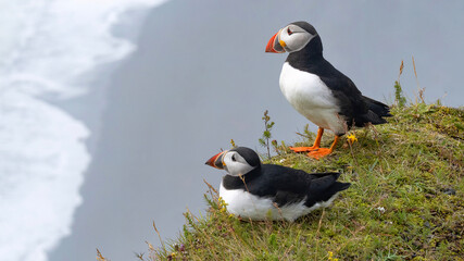 Fototapeta premium Two cute Atlantic puffins stand together at Dyrholaey Viewpoint in Iceland, overlooking Reynisfjara Black Sand Beach and white waves along the shore under a cloudy sky.