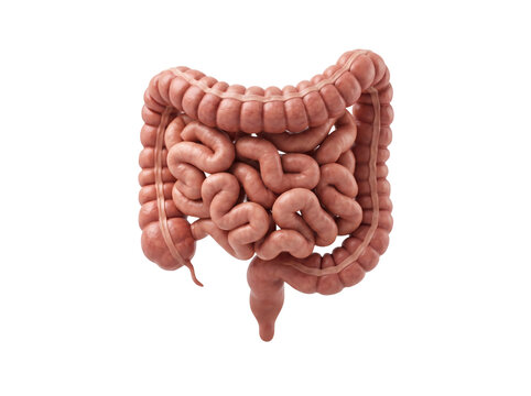 Human Intestine Anatomy for Medical, Digestive and Healthcare Concepts／医療・消化器・ヘルスケア用途に使いやすい人間の腸の写真素材