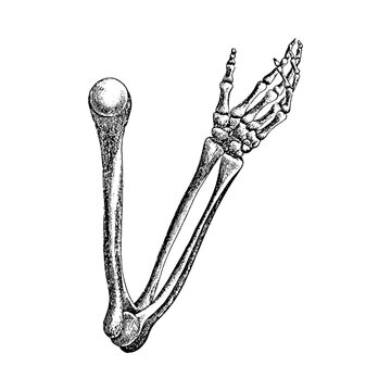 Human arm skeleton anatomy showing humerus radius and ulna bones with skeleton illustration engraving structure biological scientific isolated monochrome education research skeletal