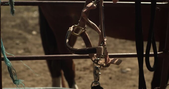 A closeup of a leather horse halter hanging on a stable fence, featuring authentic ranch details and a blurred equine subject in the background. Suitable for western lifestyle and equestrian themes.