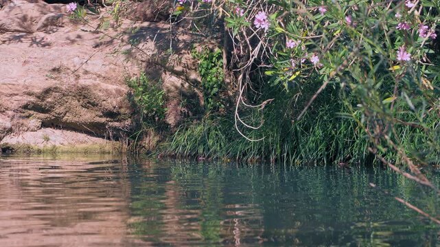 Peaceful clear river water rippling gently past a rocky bank with lush green foliage and blooming pink oleander flowers
