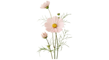Delicate pale pink cosmos flowers isolated on transparent background © Riazus