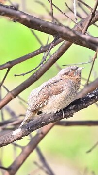 Close up of a wild Eurasian Wryneck bird with camouflage plumage perched on a bare tree branch against a vibrant green bokeh background in natural habitat.