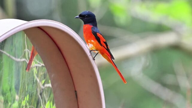 Vibrant male Scarlet Minivet bird with striking red and black plumage perched on the rim of an outdoor mirror against a blurred green forest background.