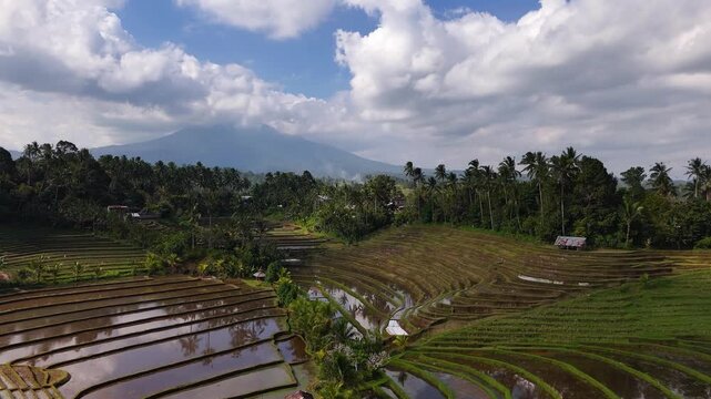 Drone flying forwards over ricefields with a vulcano in the background in 4k