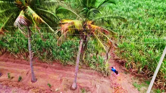 vehicle parked beside road with coconut trees and sugarcane farm field at kudgi, Vijayapura, karnataka, india. day time, zib shot, drone shot, 4k.