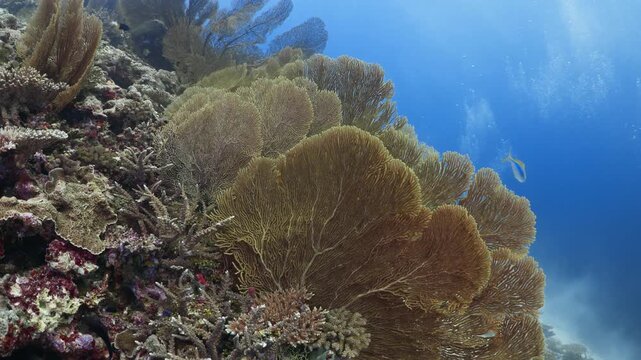 Stunning underwater footage of a large gorgonian sea fan (soft coral) gently moving with the ocean current on a thriving tropical reef