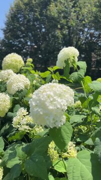white hydrangea flowers in the garden on a soft windy day