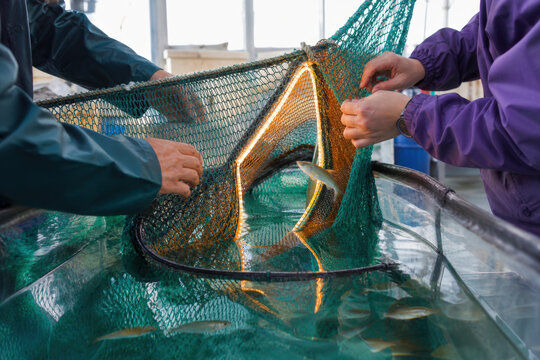 Fisheries Bycatch Reduction Gear for Sustainable Seafood and Marine Conservation