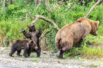 Ruling the landscape, brown bears of Kamchatka (Ursus arctos beringianus) © vaclav