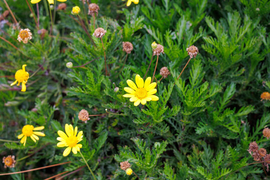 Bright yellow euryops pectinatus or golden shrub daisy flowers bloom beautifully among lush green textured foliage in the garden