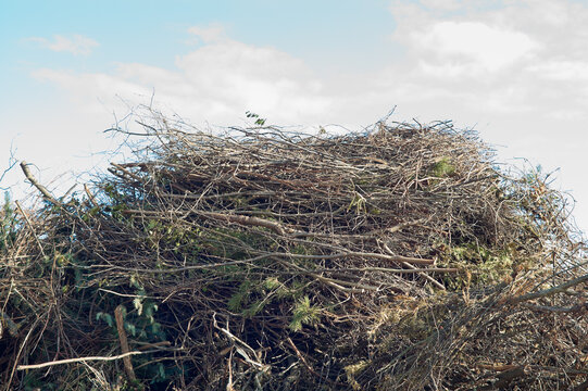 The photo shows a close-up of a mountain of cut tree branches against a blue sky