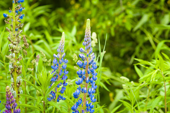 green natural background, blue meadow flowers on green grass background.