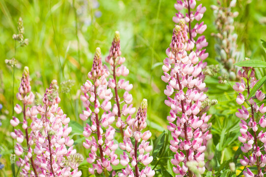 green natural background, pink meadow flowers on green grass background