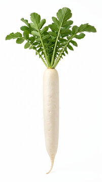 A single fresh whole white daikon radish with vibrant green leaves, isolated on a pure white background. This raw organic Japanese mooli root vegetable is perfect for healthy cooking, Asian cuisine...