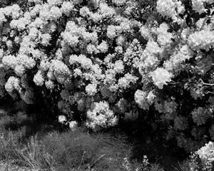 black and white Rhododendron a woody plant of the heath family (Ericaceae) with bright, striking flower clusters © olegmayorov